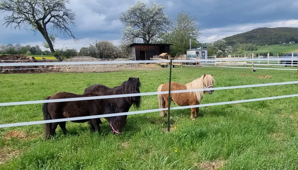 Shetlandpony Heuriger Hössl Dornach